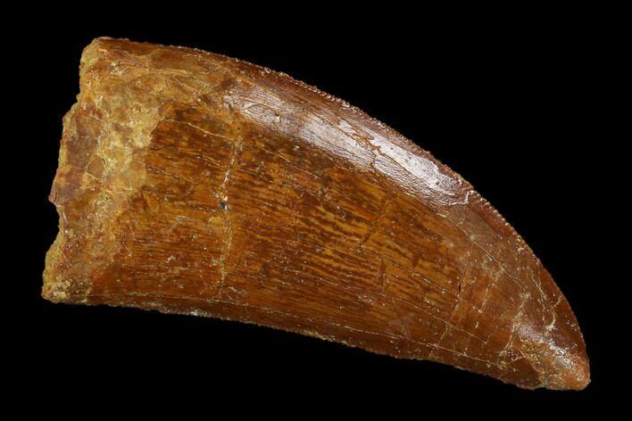 Serrated, Carcharodontosaurus Tooth - Real Dinosaur Tooth #121449